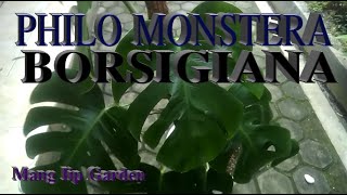 PHILODENDRON MONSTERA BORSIGIANA - MENGENAL LEBIH DEKAT
