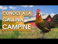 Gallina Campine 🐔 Características, temperamento , historia y más