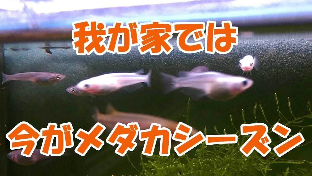 再アップ 上部フィルターを1年ぶりに掃除をしてみた結果 Youtube