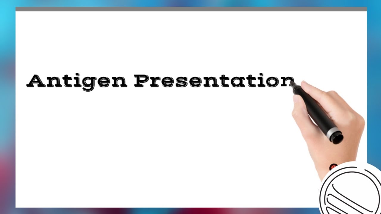 Antigen Presentation in less than 5 minutes Antigen Presenting Cells MHC classes YouTube