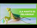 CURIOSIDADES sobre la MANTIS RELIGIOSA 🦗 ¿Es venenosa? ¿Se come al macho? ⚠️