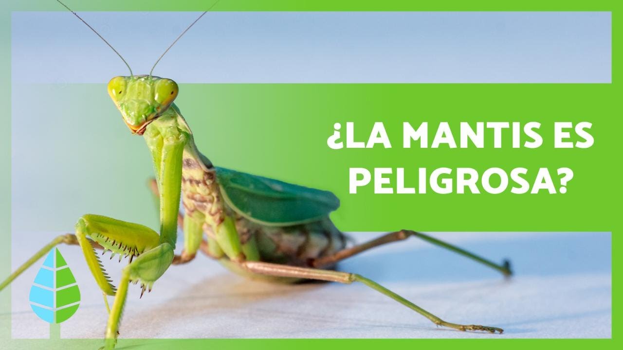 CURIOSIDADES sobre la MANTIS RELIGIOSA 🦗 ¿Es venenosa? ¿Se come al macho? ⚠️ YouTube