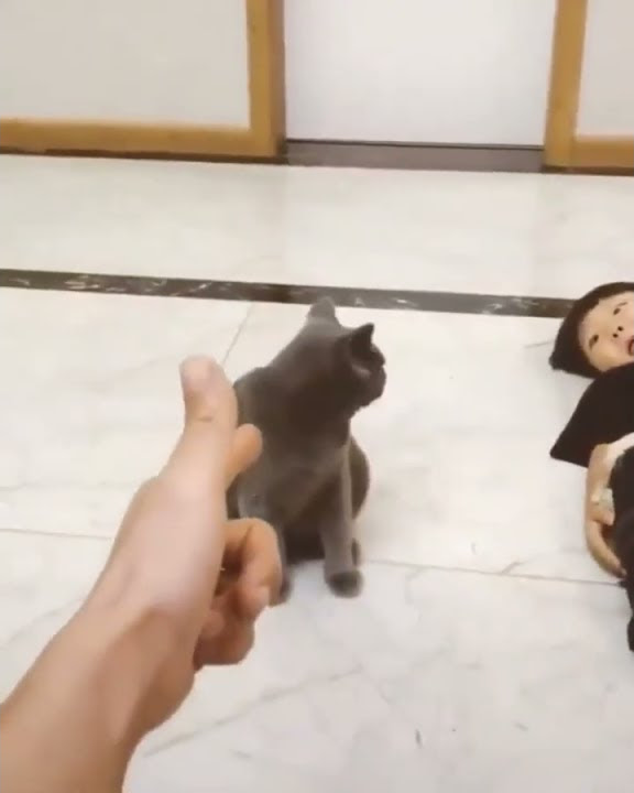 Кот актер😂🥰 - YouTube