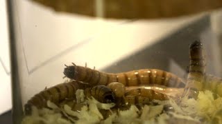 Crickets and maggots on the menu at Helsinki insect food fair