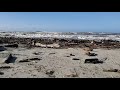 Nedonna Beach, Oregon.  King Tides at low tide. Prof. Kukral.