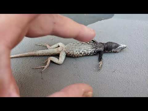 Best of All Time Funny Pet Videos | Cute Funny Paws