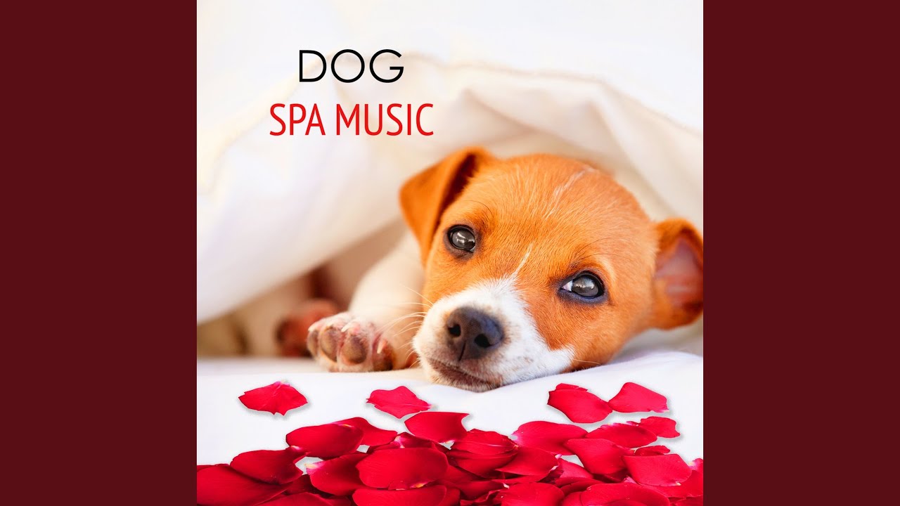 Pet Care (Water Sounds)