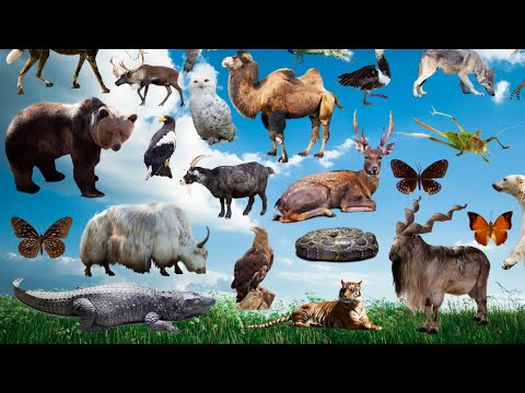 Naughty Farm Animal Moments Dog, Lion, Cat, Elephant, Monkey,  Raccoon, Pig,  Rhino, Bat, Horse