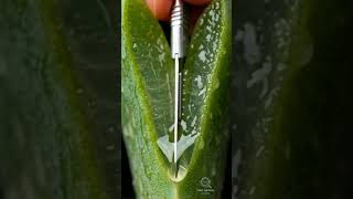 Ultra Close-Up Succulent ASMR | Satisfying Succulent Cut 🌿 | TinyDetailASMR #shorts