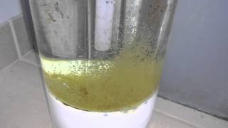 KOI hand breeding day 1