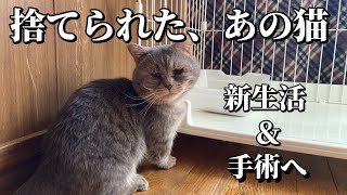 【続】捨てられて悲しい顔をしていた猫のその後