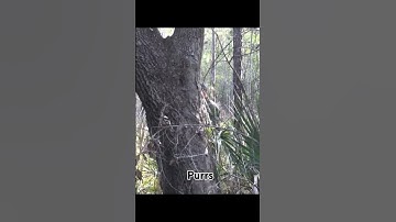 Thumbnail of Purrs the sound turkeys make when feeding.