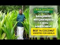 കേരളത്തിന് അനുയോജ്യമായ 14 തെങ്ങ് ഇനങ്ങൾ | Best 14 Coconut Varieties For Kerala