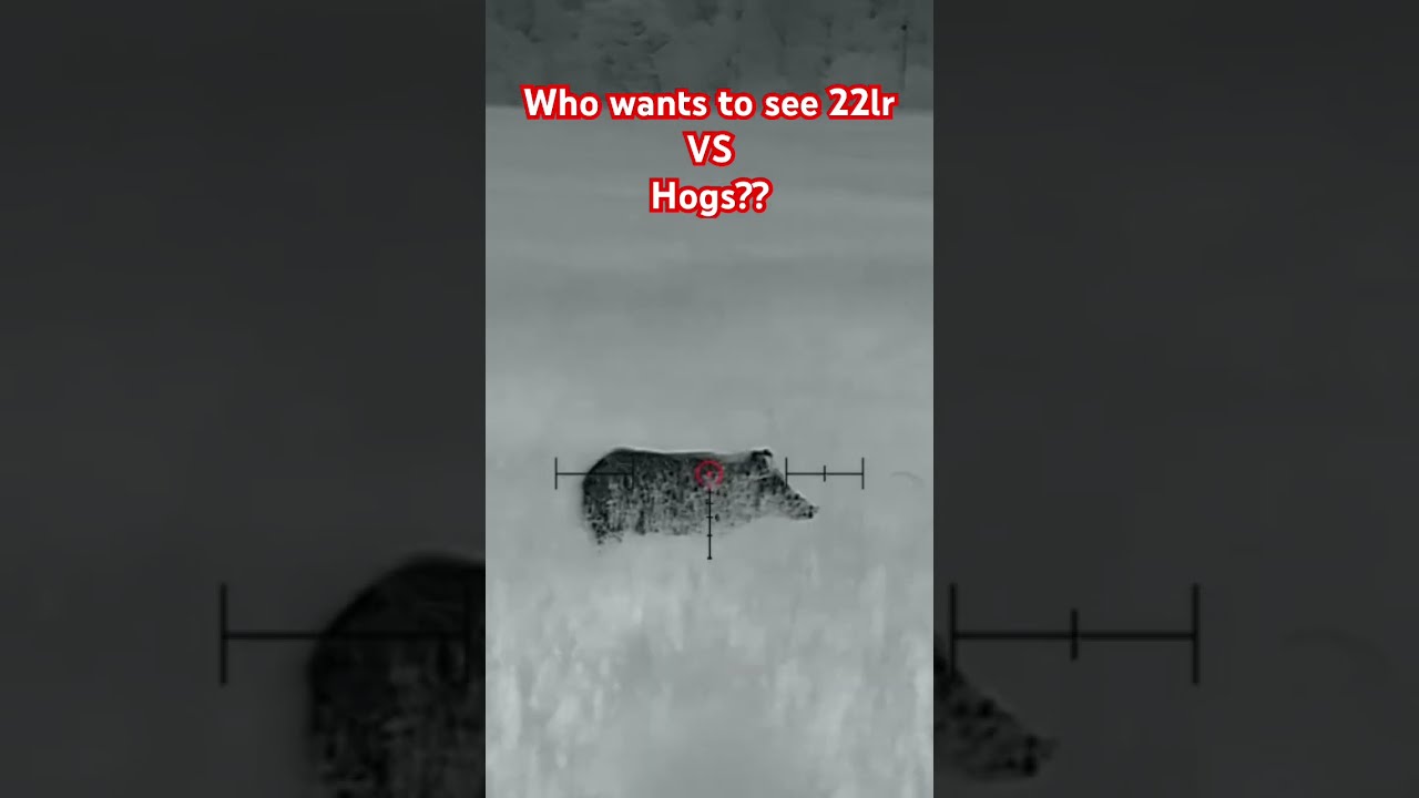 Is 22lr Enough For Hogs Find Out Soon 