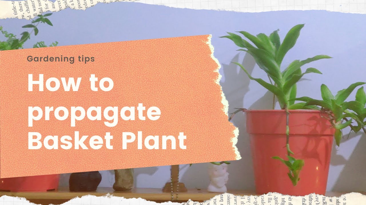 How to propagate Callisia Fragrans Basket Plant YouTube