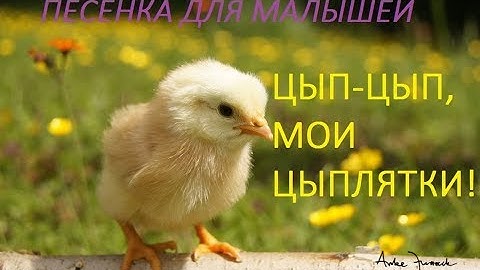 Цып цып, мои цыплятки - Веселая детская песенка на русском языке