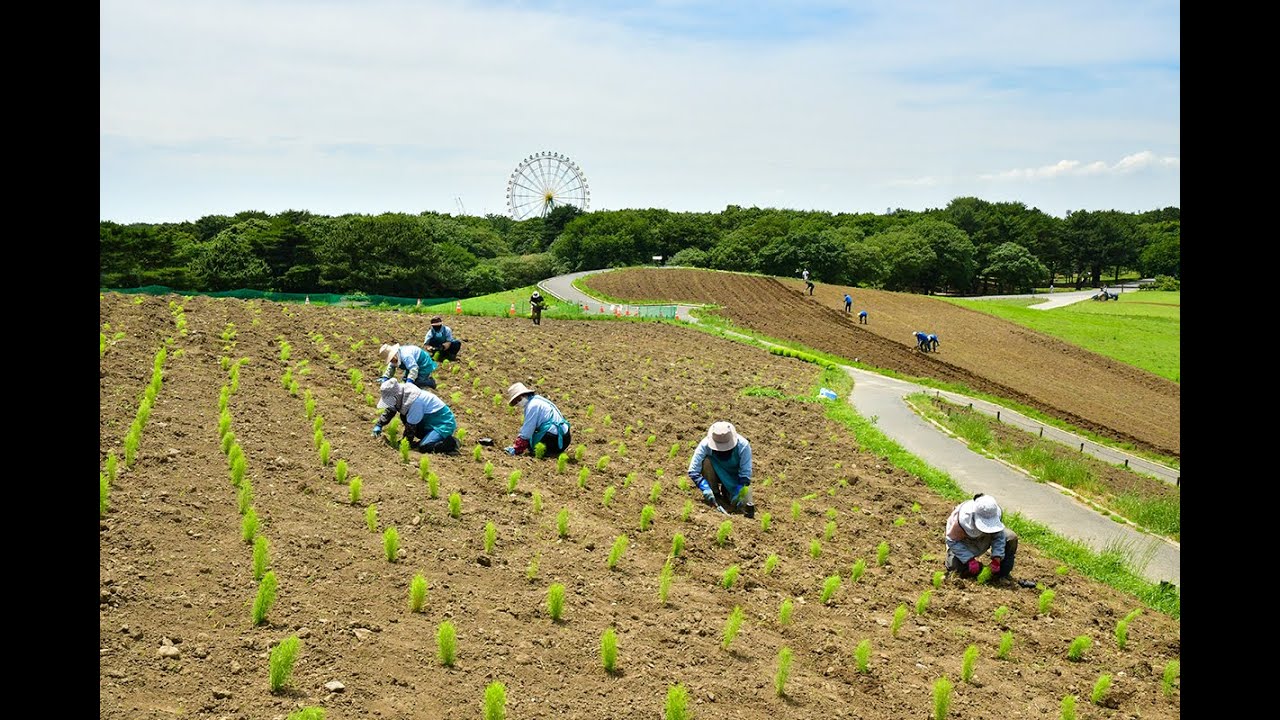 ひたち海浜公園】コキア植え付け （2025年撮影）［4K］｜【Hitachi