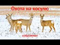 Охота на косулю (избранное). Охотничьи приключения в Норвегии/NORDIC WILD HUNTER (Охотник и рыболов)