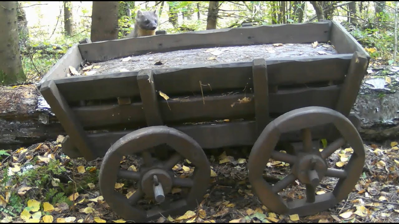 На лесной полянке у зимней кормушки становится горячо:) - YouTube