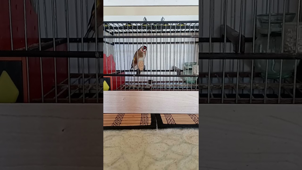 موقنبن ويداني   مالكيtarik 2025 .10.27 