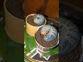 scary, the two animals quickly got out of the container filled with soil #shorts