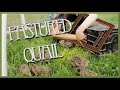 Quail - From Brooder To Pasture | Pastured Quail