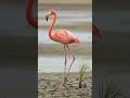 Flamingo watered the Paddy plant and saved it from drying up 😭 #shorts #ai #tree #water #save