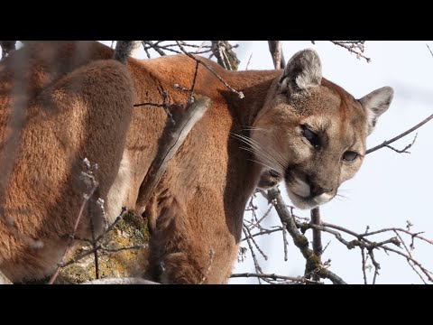 Setting Camera Up On Treed Lion