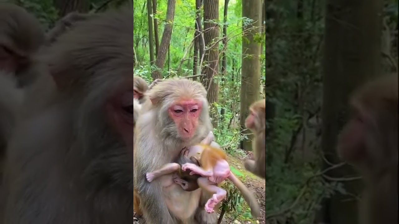 Mommy don’t you feel pain? 🐒 