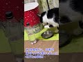 50秒で第2チャクラを最適化 #第2チャクラ #417hz #timewaver #selfhealing #タイムウェーバー #ねこ