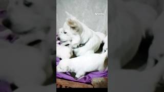 #shorts ❤ Cutest indian spitz puppies with mom। ।