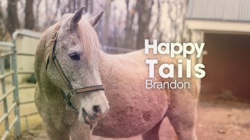 A Once At-Risk Horse Now Inspires Connections Between Humans & Animals