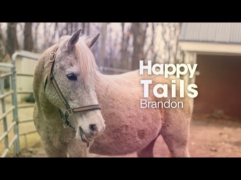 A Once At-Risk Horse Now Inspires Connections Between Humans & Animals