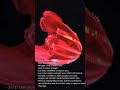 Blood belly comb jelly - Lampocteis cruentiventer #biology #jellyfish #biology #ocean