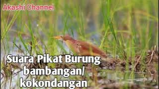 Suara Pikat Burung bambangan/kokondangan mp3