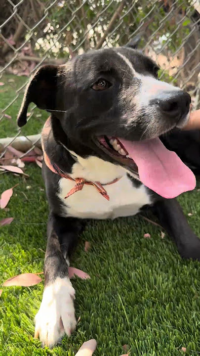 72 HOURS NEW A5706670 Nathan | Labrador Retriever Mix