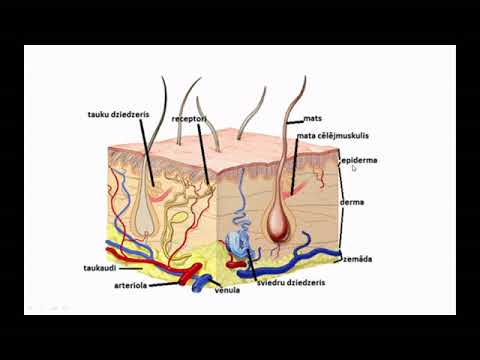 Video: Kāda Ir Mūsu ādas Funkcija