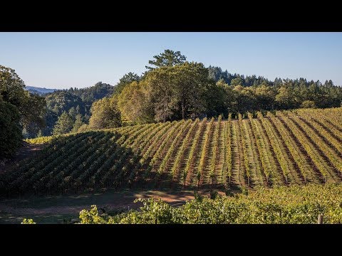 Video: Seien Sie Ein Vino Victor Mit Diesem Leitfaden Für Weine Aus Dem Napa Valley