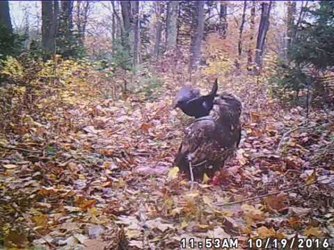 Golden Eagle