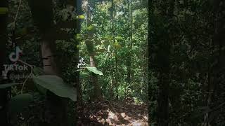 Download Lagu panggil kijang.. MP3 Download Lagu panggil kijang.. MP3