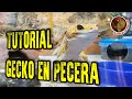 Tutorial Gecko en Pecera