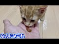 かつお節と初めましての子猫が可愛すぎる