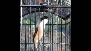 Cendet Brutal jember