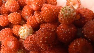 Strawberries 🍓 Apricot 🍑 Nectarine  / Peach by Dmitriy Leonov 15 views 4 years ago 57 seconds
