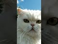 cat in Tata sieria #cat