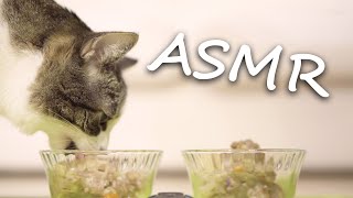 Cats Eating ASMR in 4K #3