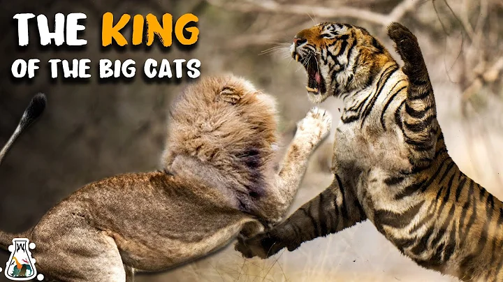 How Strong is a Tiger Compared to Other Big Cats? - DayDayNews