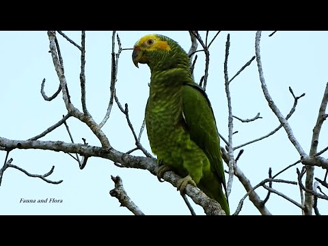 YELLOW-FACED PARROT Sounds (ALIPIOPSITTA XANTHOPS), PAPAGAIO-GALEGO, Free bird in the wild.