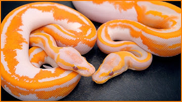 How DARK Morphs Make The BRIGHTEST Snakes! - Dreamsicle Update | #Hetflix 222