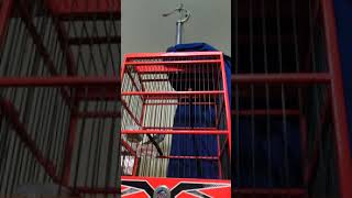 Download Lagu Ciblek gacor ngebren super rapet MP3 Download Lagu Ciblek gacor ngebren super rapet MP3